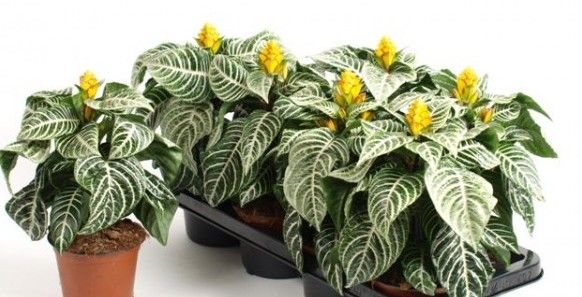 گیاه گورخری